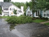 07-31-2009- 105 Cinnamon Dr-small tree removal